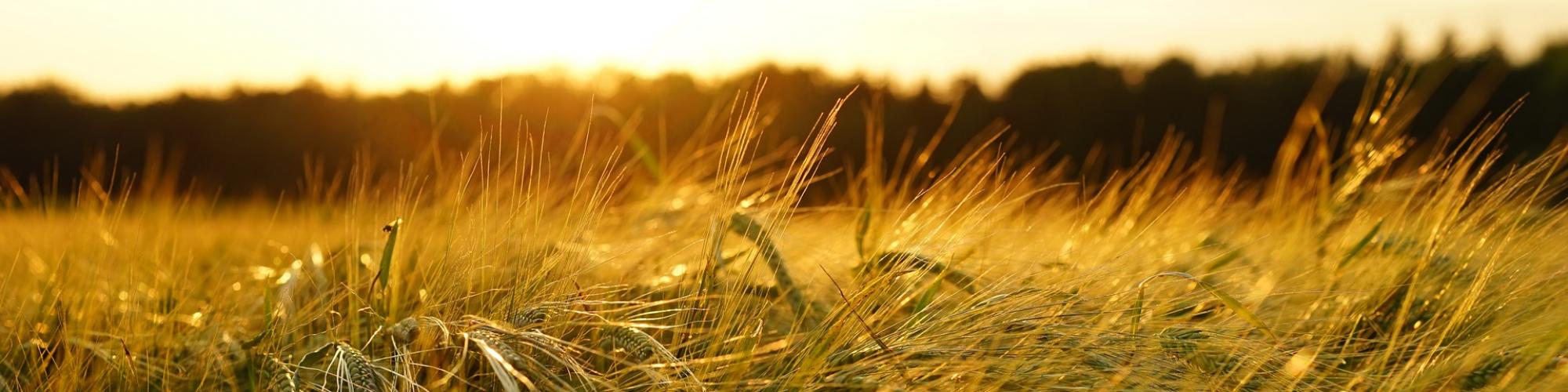 Thüringer Landesamt für Landwirtschaft und Ländlichen Raum